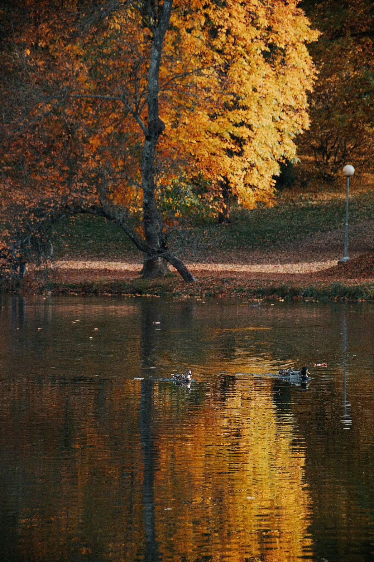 One More Autumn Day in Province