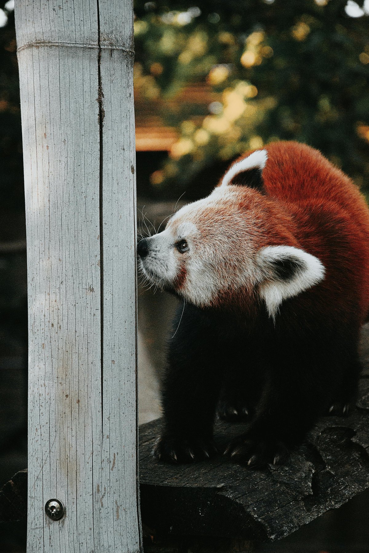 Red panda