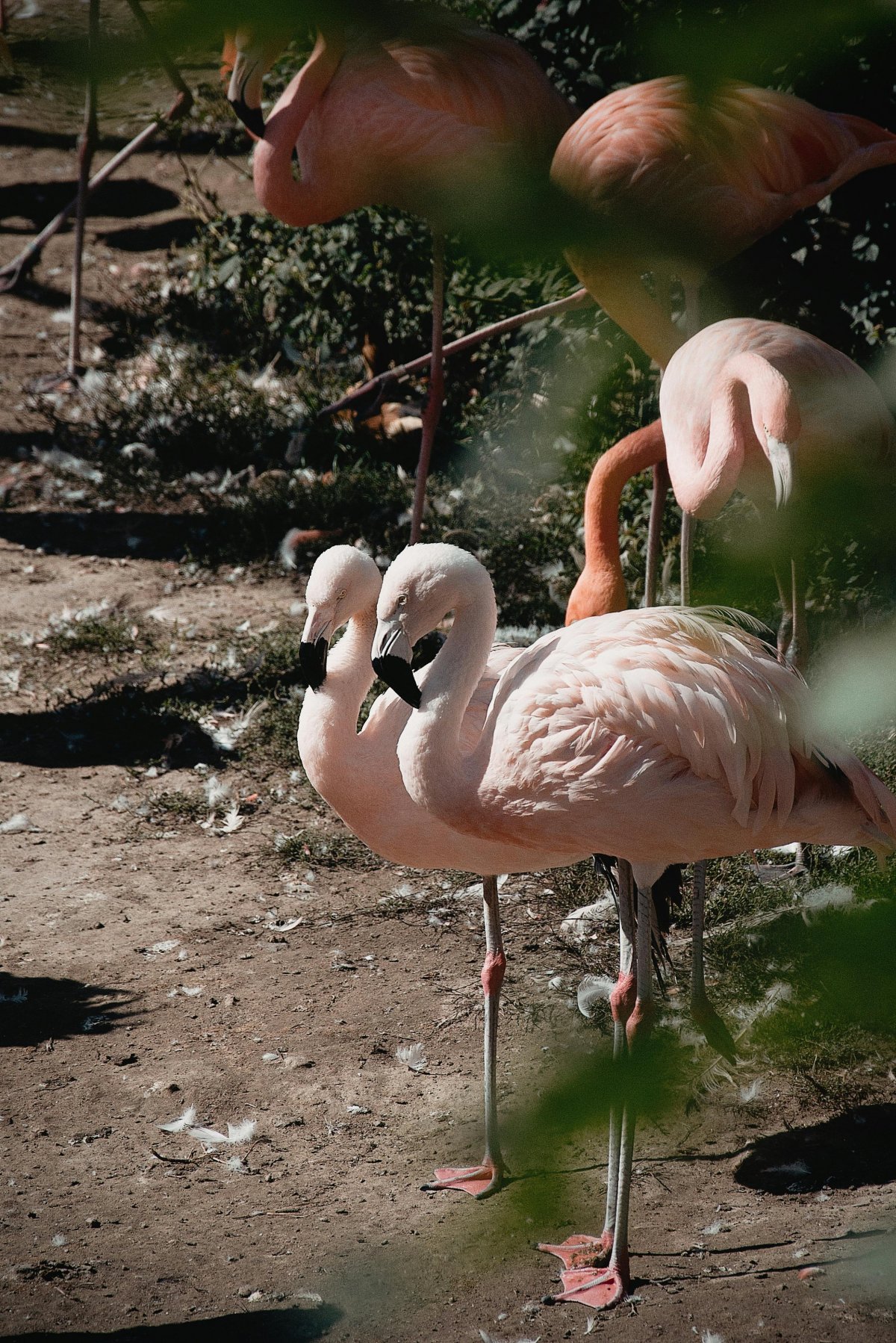 Flamingos