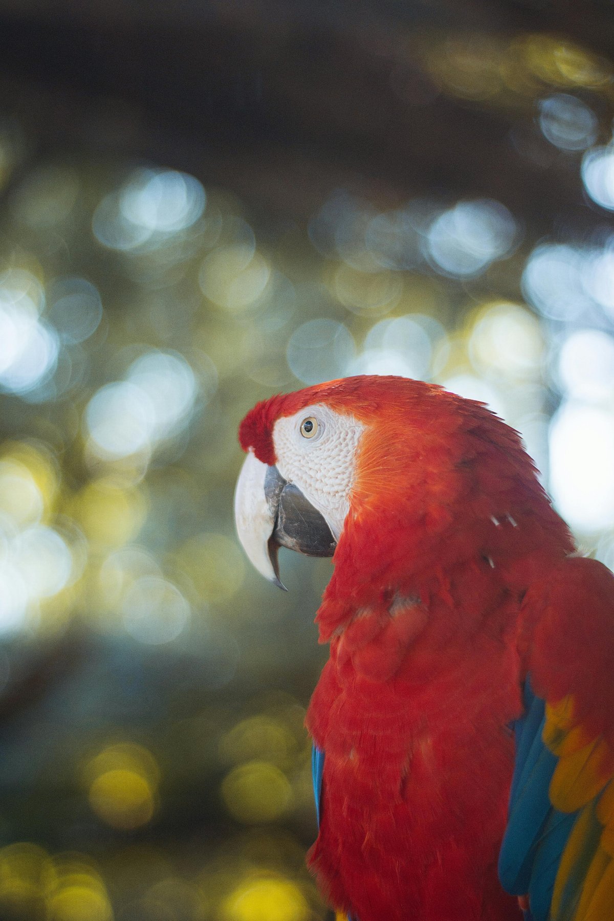 Parrots